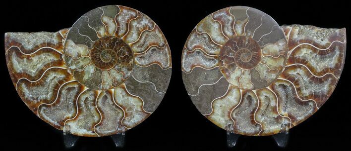 Sliced Fossil Ammonite Pair - Agatized #45486